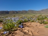 Flowers in the Atacama desert