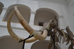 A hatalmas mamutcsontváz akár a Mátra Múzeum kabalája is lehetne...